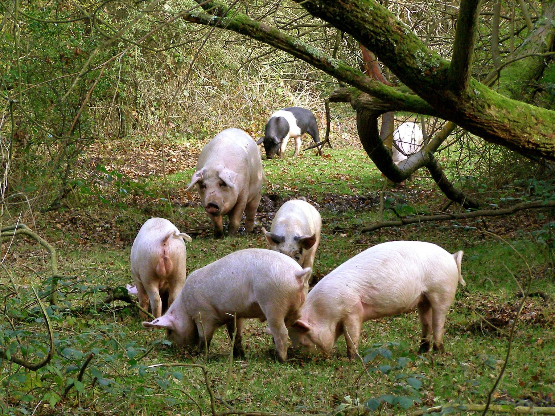 Des cochons dans un sous-bois